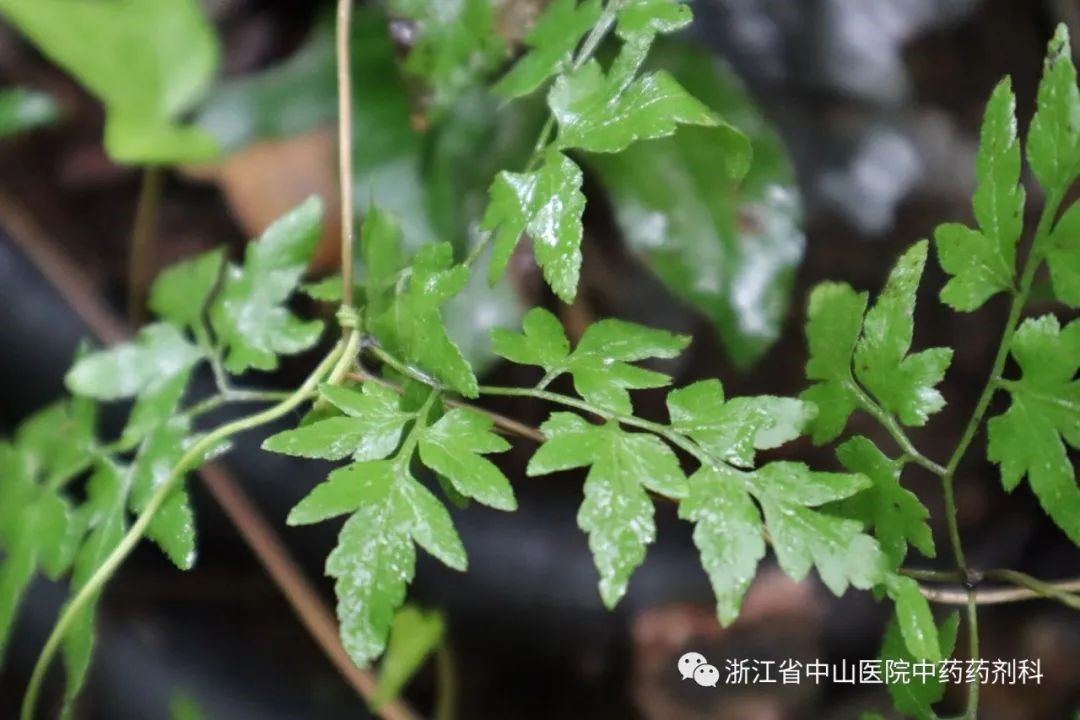 小牙坞寻药之行3.jpg