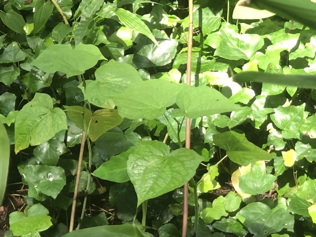 小牙坞寻药之行4.jpg
