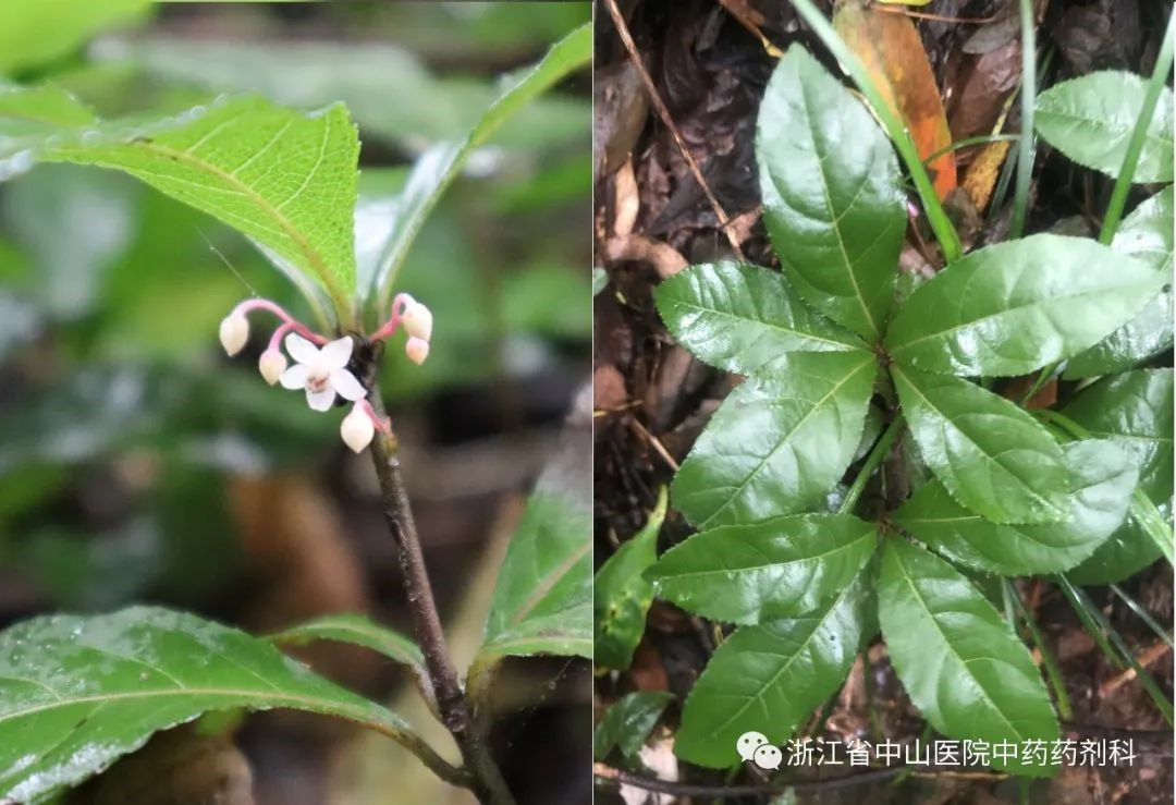 小牙坞寻药之行5.jpg