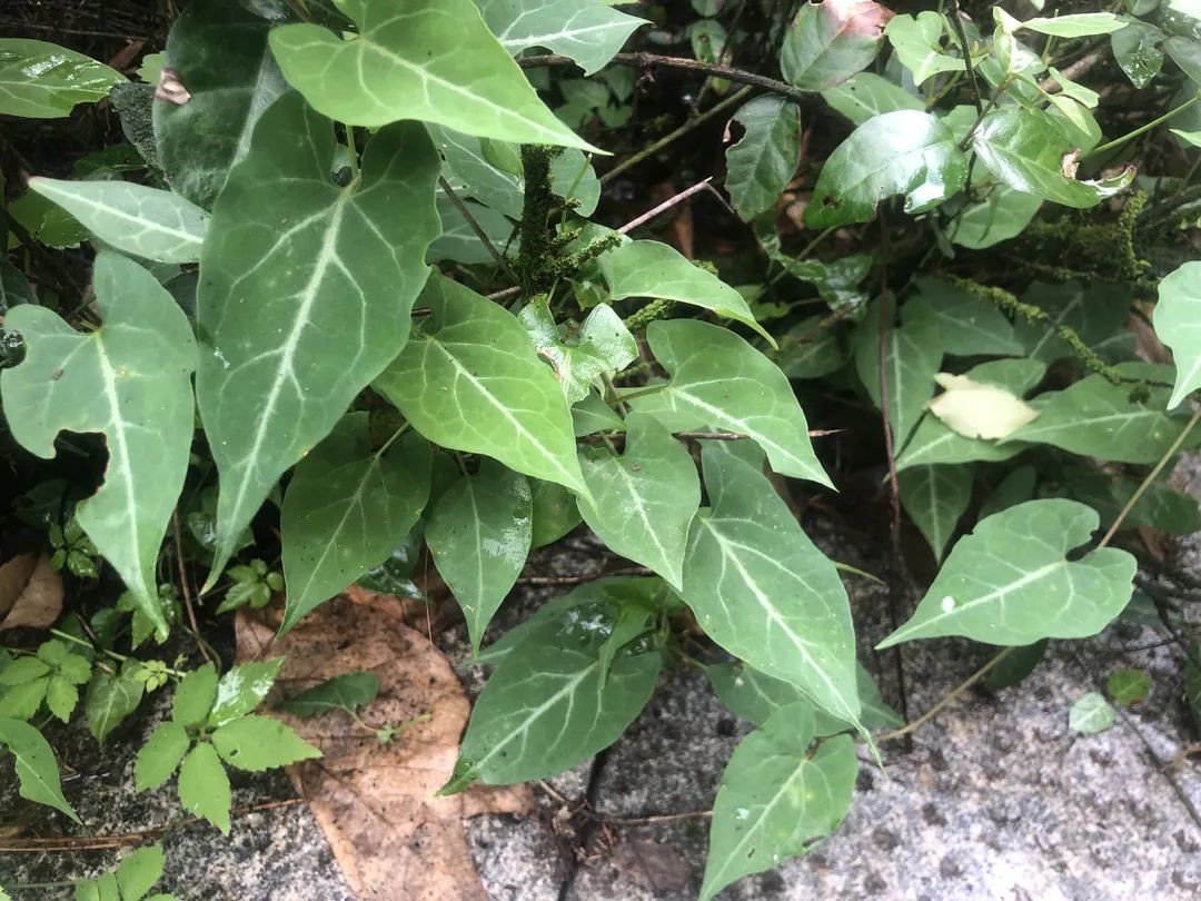 小牙坞寻药之行6.jpg