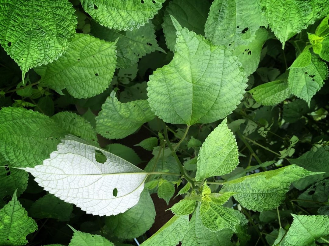 小牙坞寻药之行7.jpg
